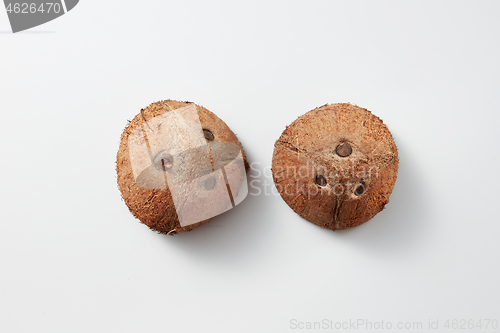 Image of Two whole parts of brown natural tropical coconut fruit on a grey background.