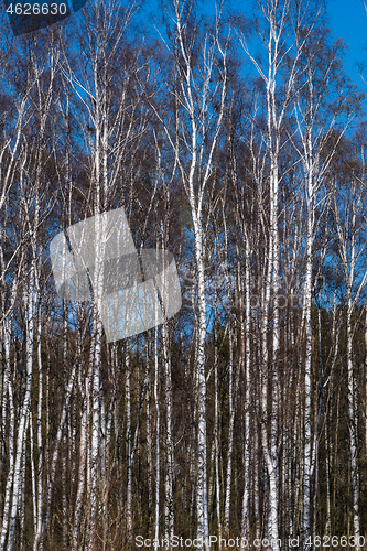 Image of Birch trees woodland