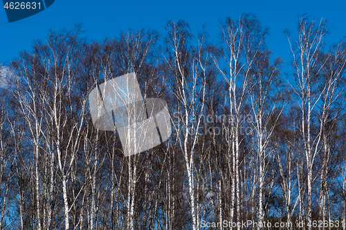 Image of Sunlit birch tree forest