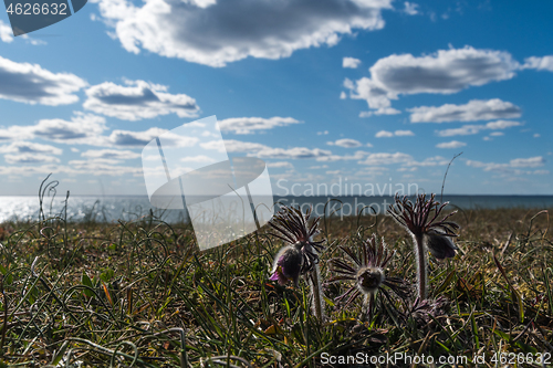 Image of Small Pasque flowers by the coast