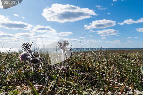 Image of Group with small Pasque flowers