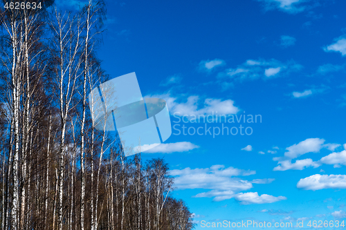 Image of Birch trees by blue skies