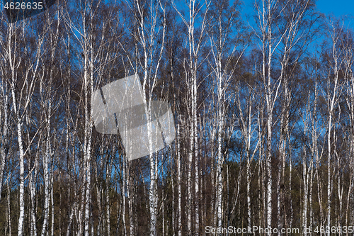 Image of Birch trees grove