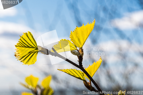 Image of Springtime with new birch tree leaves