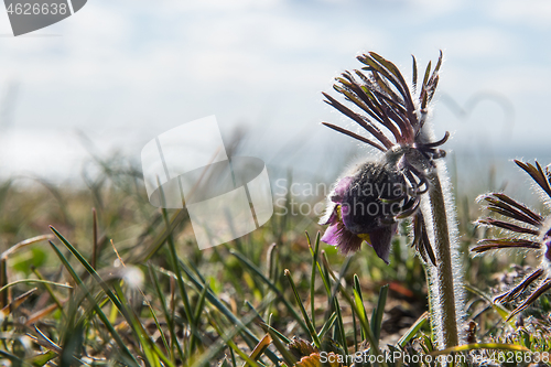 Image of Hairy small pasque flower