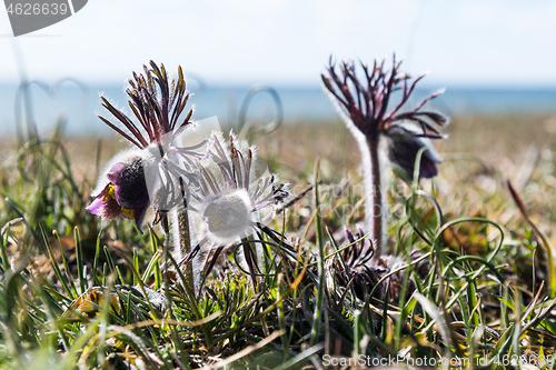 Image of Small Pasque flowers close up