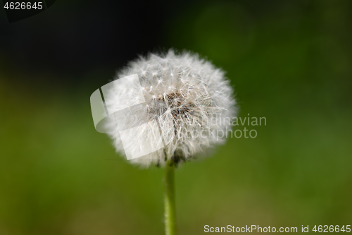 Image of Dandelion with seeds