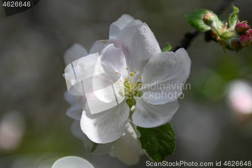 Image of Macro closeup of blooming apple tree white flowers during springtime