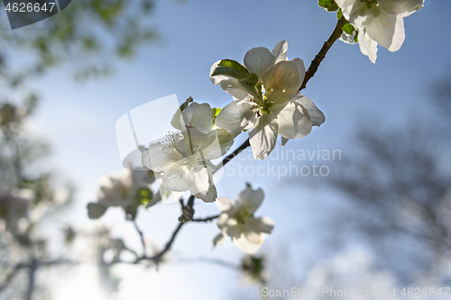 Image of Macro closeup of blooming apple tree white flowers during springtime