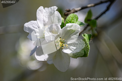 Image of Macro closeup of blooming apple tree white flowers during springtime