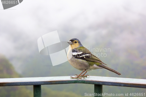 Image of Madeira chaffinch bird, fingilla coelebs madeirensis