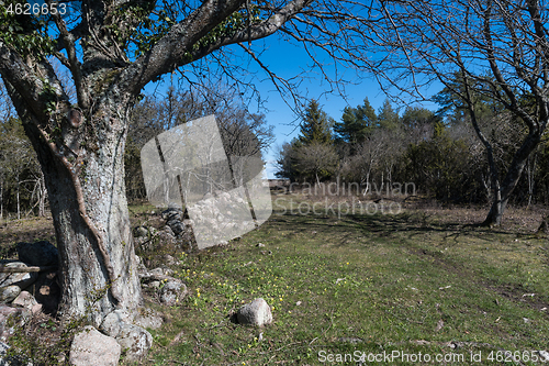 Image of Footpath in a bright forest in spring season