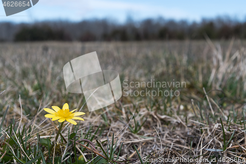 Image of Yellow flower close up