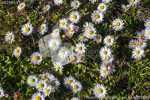 Image of Common daisies in a background image