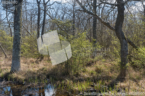 Image of Leafing time in a deciduous forest