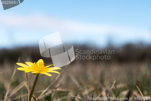 Image of Yellow Pilewort flower close up