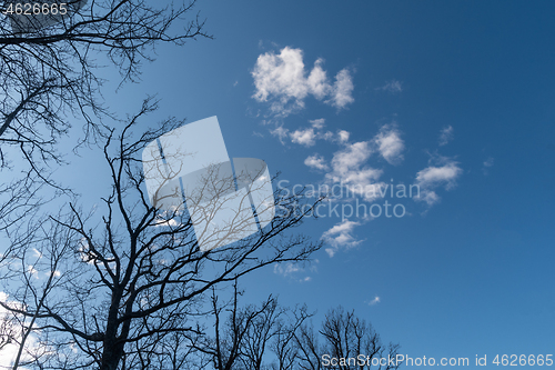 Image of Bare oak tree tops by blue skies