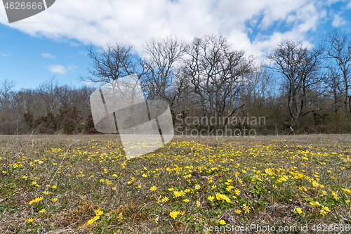 Image of Yellow flowers in a field