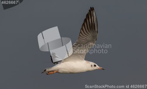 Image of Juvenile Black-headed gull (Chroicocephalus ridibundus) in flight