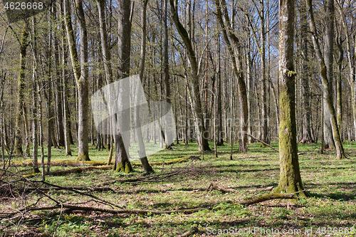 Image of Linden tree deciduous forest in spring