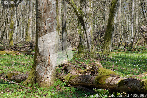 Image of Linden tree deciduous forest in spring