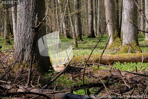 Image of Linden tree deciduous forest in spring