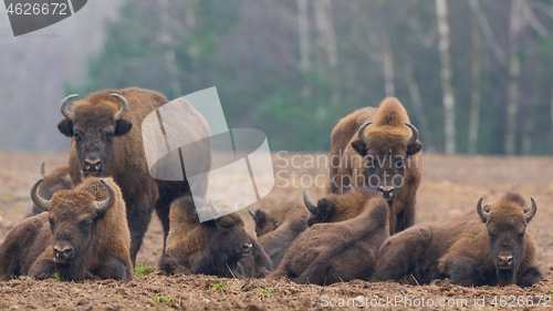 Image of European bison (Bison bonasus) herd resting