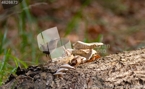 Image of Eurasian Wren (Troglodytes troglodytes) in summer