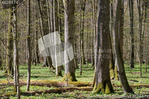 Image of Linden tree deciduous forest in spring