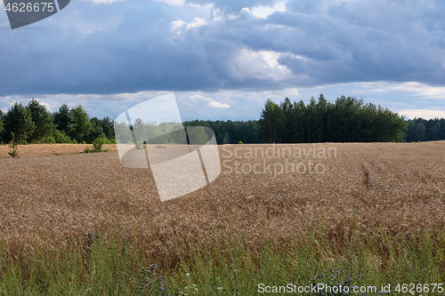 Image of Rye field in sunset light