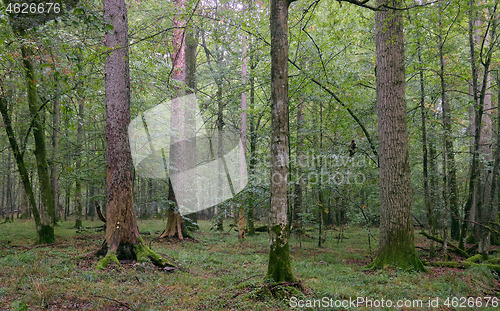 Image of Deciduous stand with hornbeams and oaks