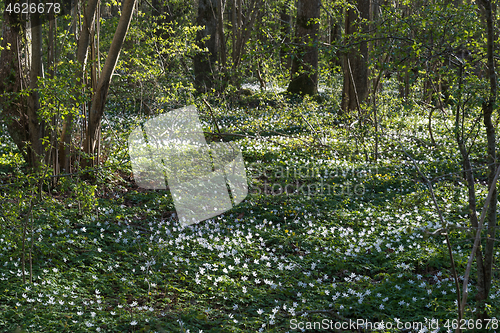 Image of Wood anemones all over on the forest ground