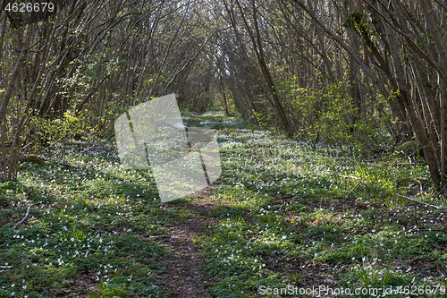 Image of Footpath covered with wood anemones