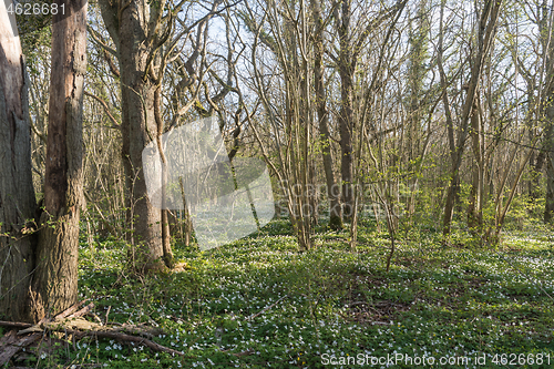 Image of Ground covered with wood anemones in a forest
