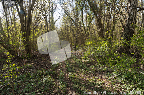 Image of Footpath in leafing time in a deciduous forest