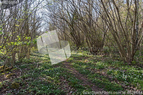 Image of Bright deciduous forest with a path in spring season