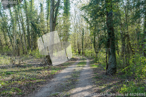 Image of Dirt road through a deciduous forest