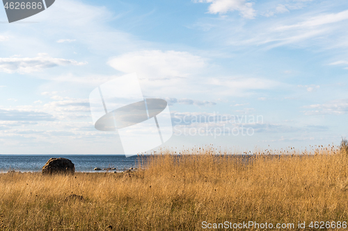 Image of Seaside view with reeds and a big stone