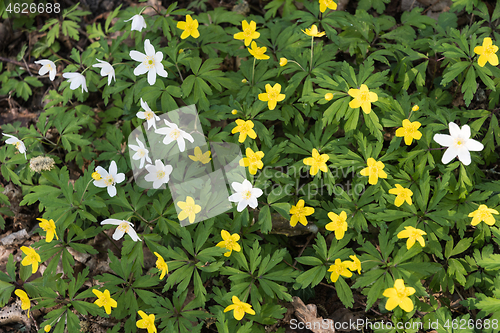 Image of Blossom white and yellow wood anemones