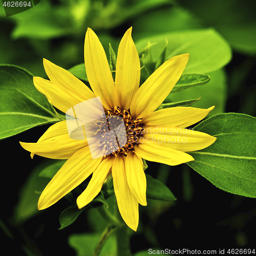 Image of Beautiful Small Sunflower