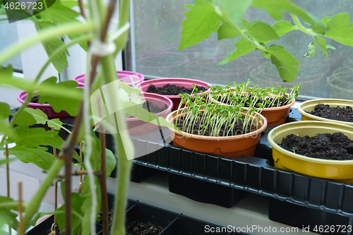 Image of Spring seedlings growing on the window, sprouted plants