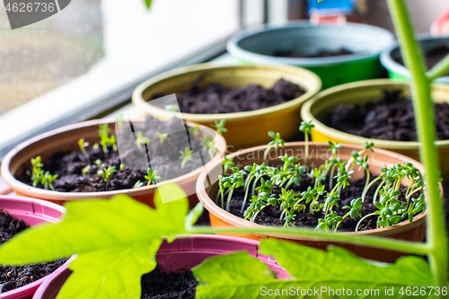 Image of Sprouted seeds of new plants in a pot on a windowsill, close-up