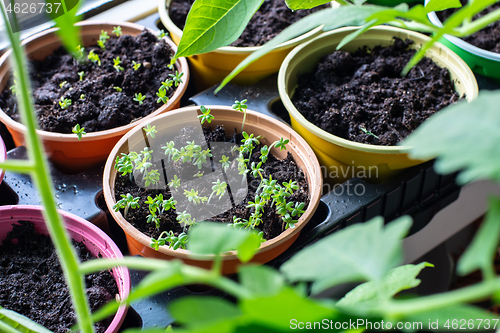 Image of Garden on the windowsill, new plants sprout in pots