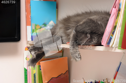 Image of cute, shaggy cat sleeps on a bookshelf