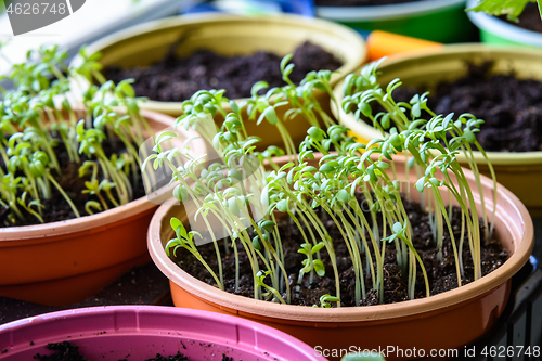 Image of Sprouted plant seeds on the windowsill