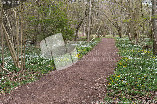 Image of Beautiful footpath with spring flowers