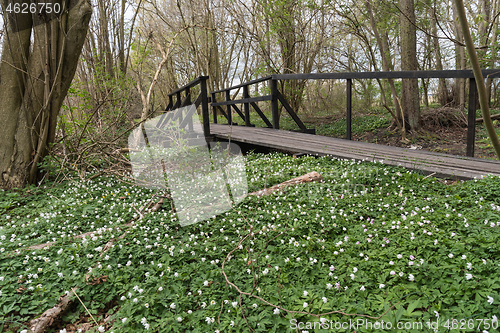 Image of Blossom wood anemones by a wooden footbridge