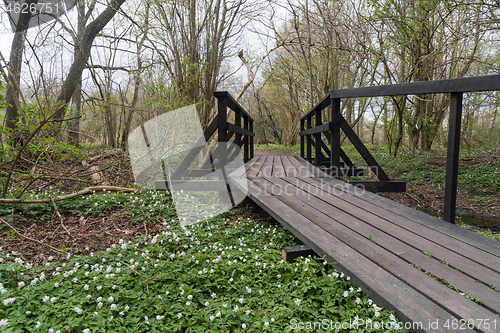 Image of Wooden footbridge by leafing time