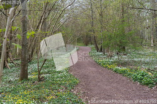 Image of Path with blossom anemones in leafing season