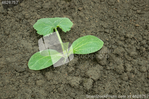 Image of Squash seedling planted in the ground